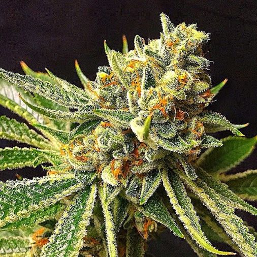 Above photo: Mike's Medicine Strain by Tim Fratto