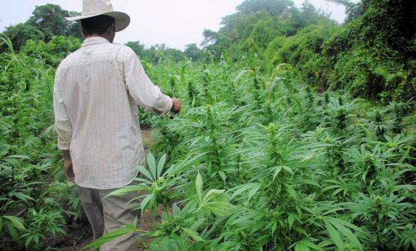 Mike Robinson Cannabis
