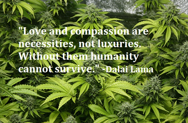 Mike Robinson Cannabis Compassion