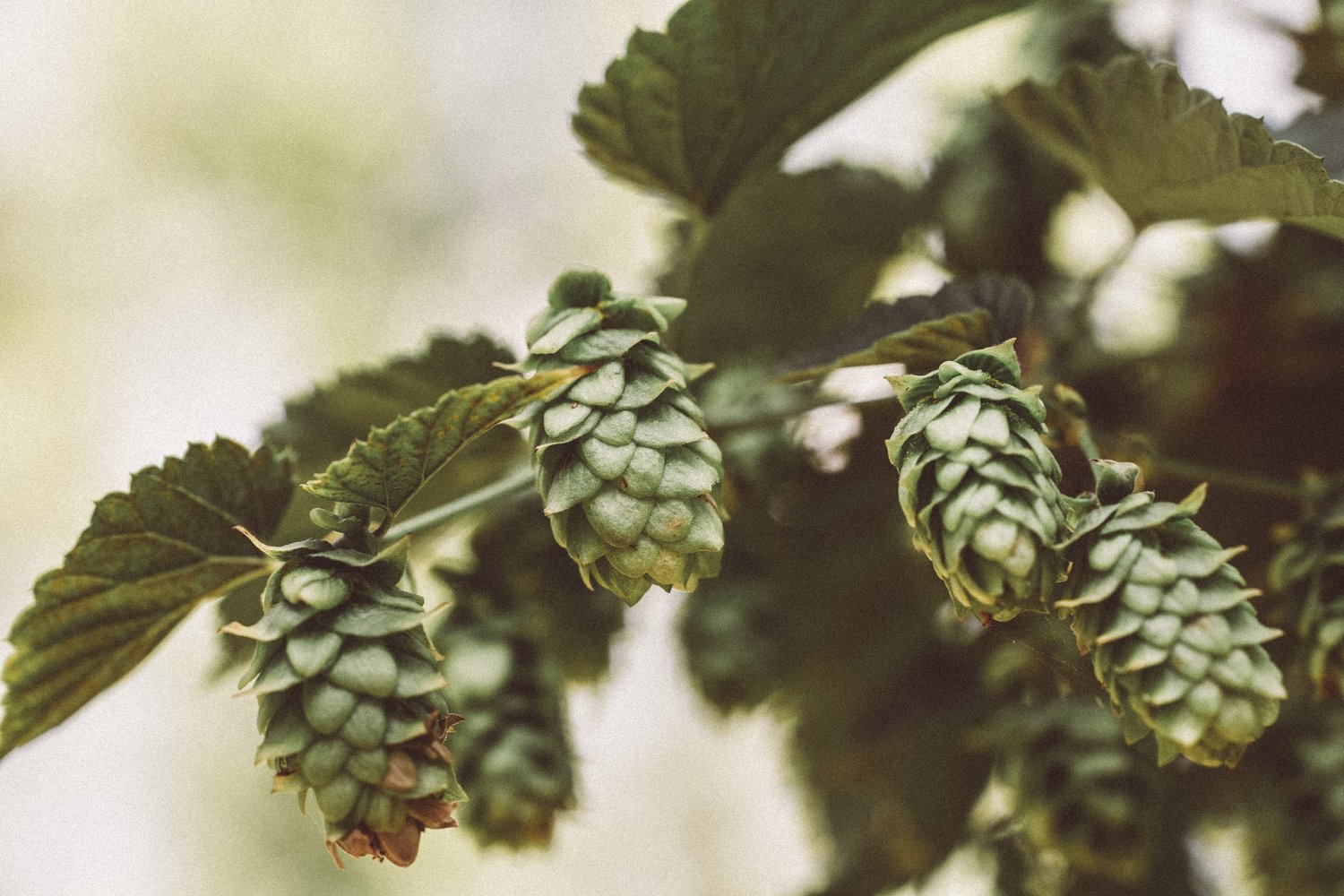 Did you know the Hemp Family is the creator of your Beer?